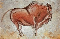 bison